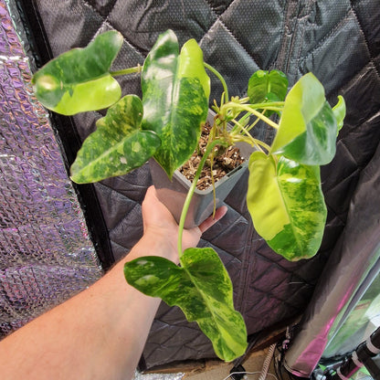 Philodendron Burle Marx Variegated - Plant A