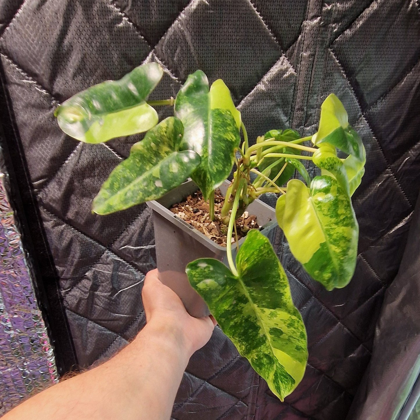 Philodendron Burle Marx Variegated - Plant A