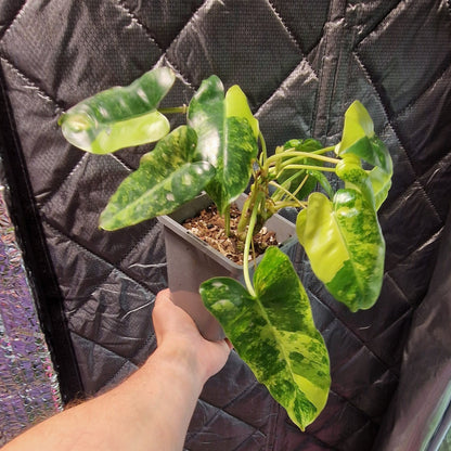 Philodendron Burle Marx Variegated - Plant A