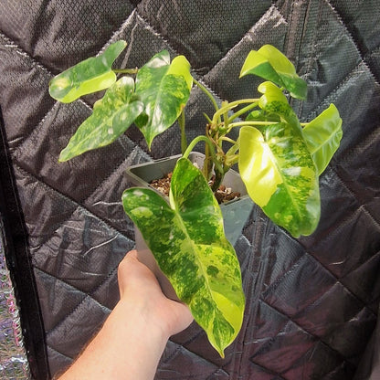 Philodendron Burle Marx Variegated - Plant A