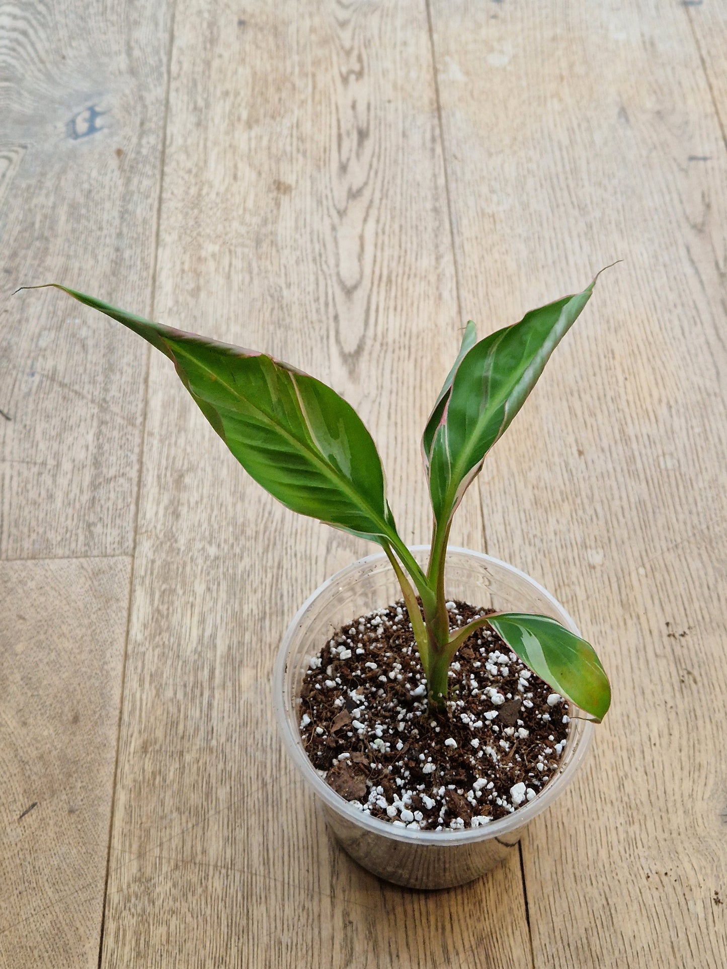 Musa NoNo Variegated Banana (Hint of Pink) - Plant B