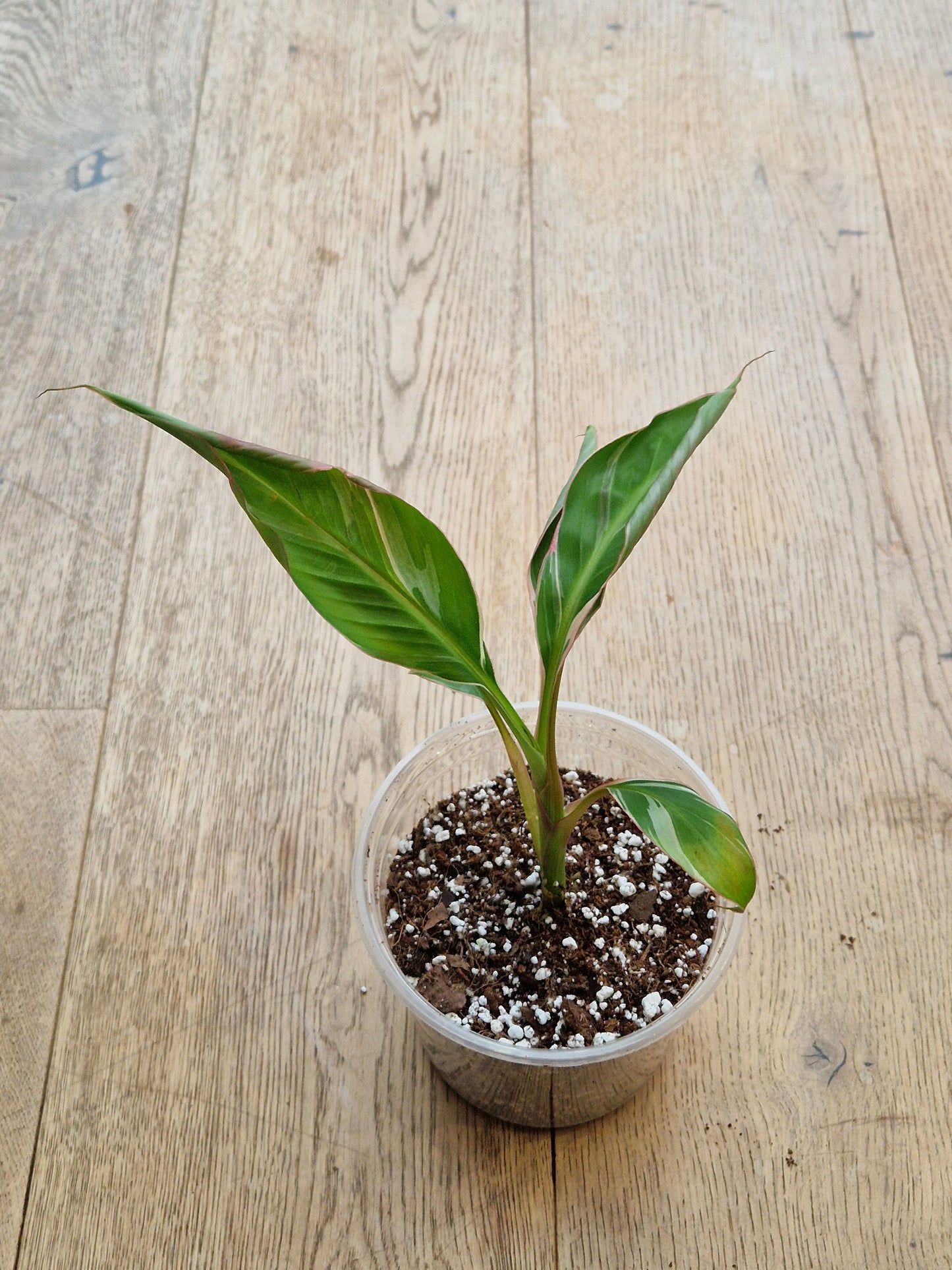 Musa NoNo Variegated Banana (Hint of Pink) - Plant B