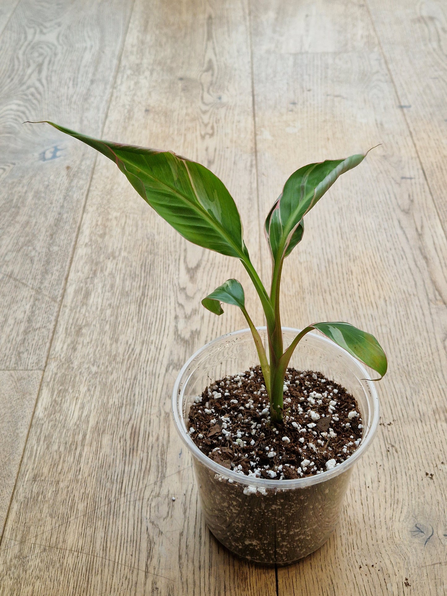 Musa NoNo Variegated Banana (Hint of Pink) - Plant B