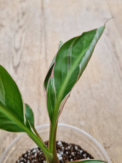 Musa NoNo Variegated Banana (Hint of Pink) - Plant B