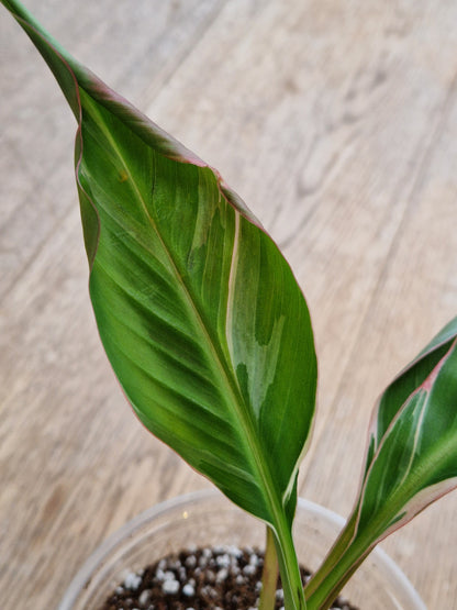 Musa NoNo Variegated Banana (Hint of Pink) - Plant B