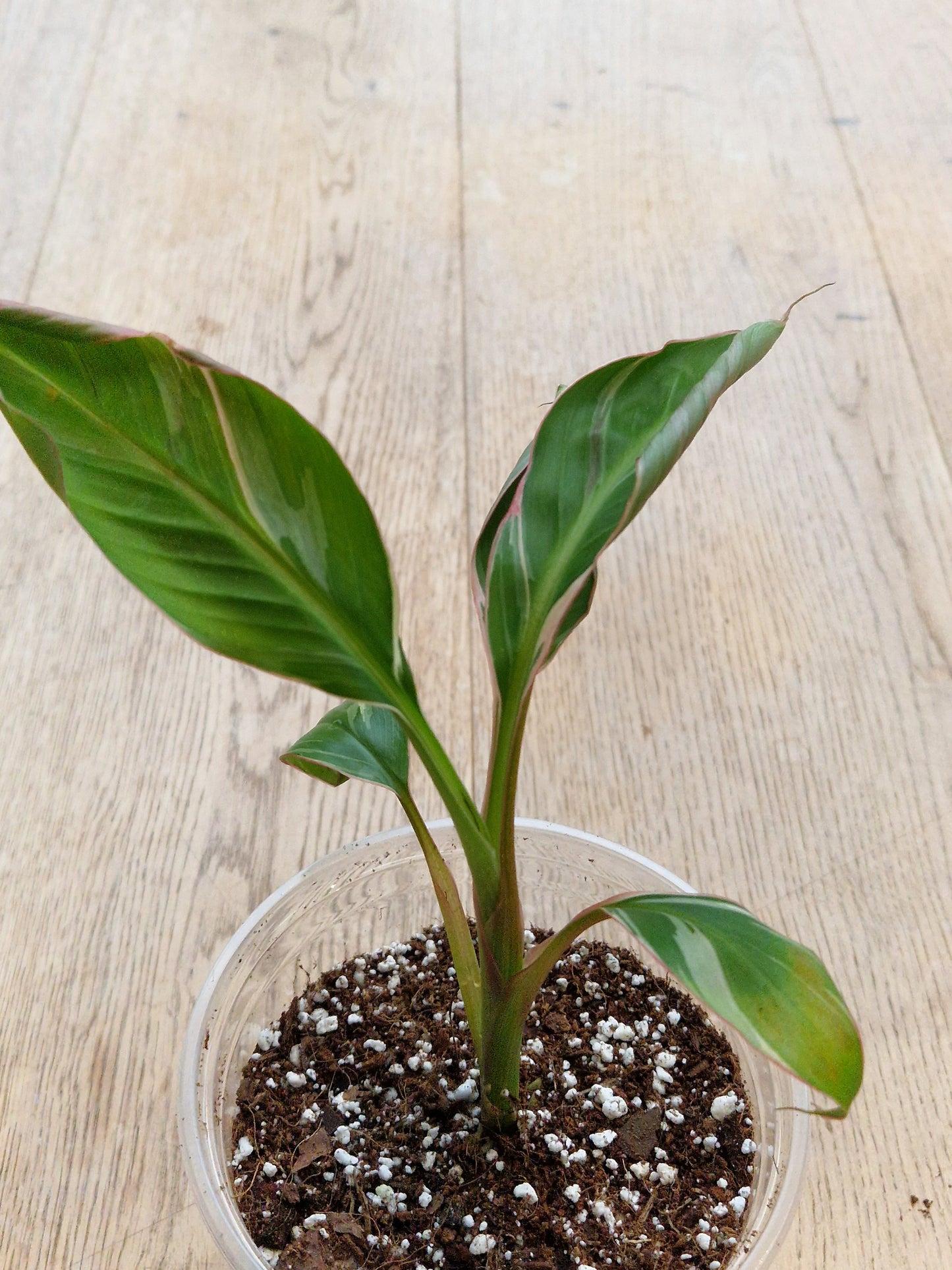 Musa NoNo Variegated Banana (Hint of Pink) - Plant B