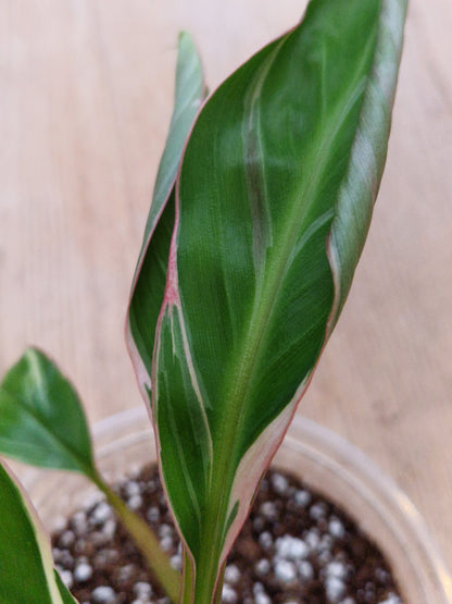 Musa NoNo Variegated Banana (Hint of Pink) - Plant B