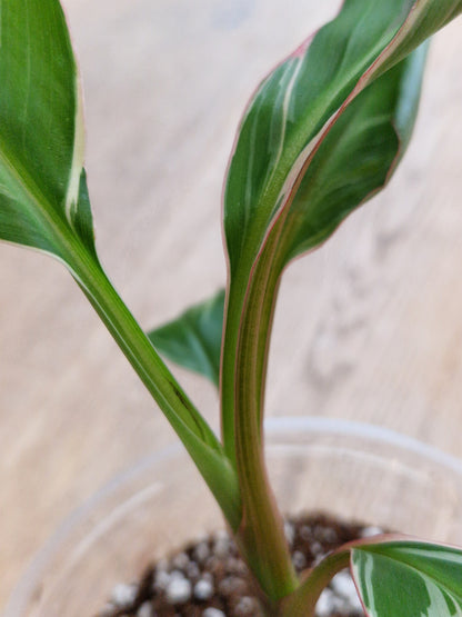 Musa NoNo Variegated Banana (Hint of Pink) - Plant B