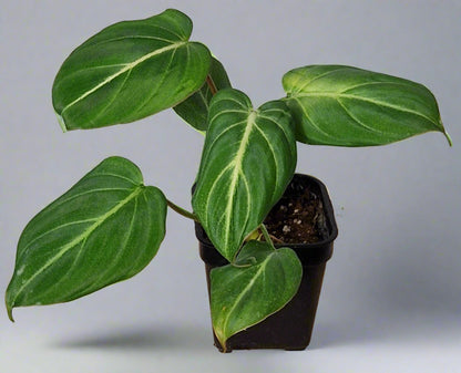 Philodendron Gloriosum - Plant A