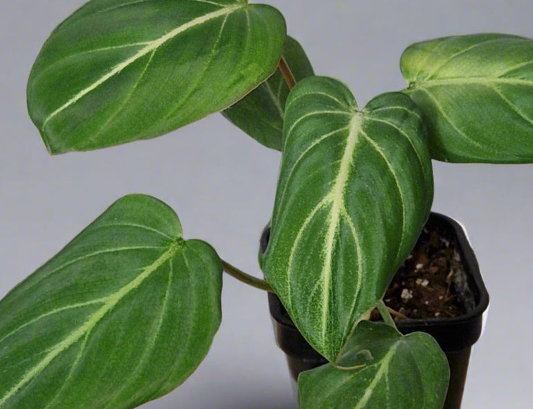 Philodendron Gloriosum - Plant A