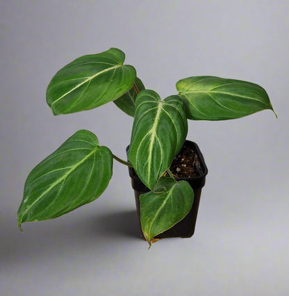 Philodendron Gloriosum - Plant A