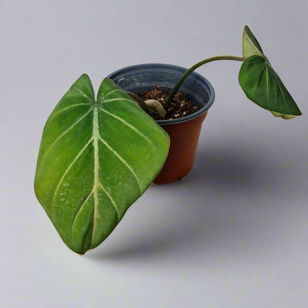 Philodendron Gloriosum - Plant H