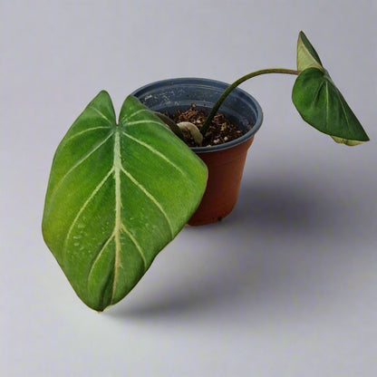 Philodendron Gloriosum - Plant H