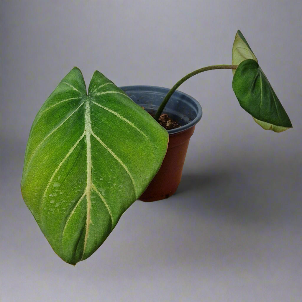 Philodendron Gloriosum - Plant H