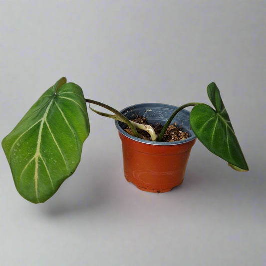 Philodendron Gloriosum - Plant H