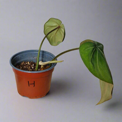 Philodendron Gloriosum - Plant H