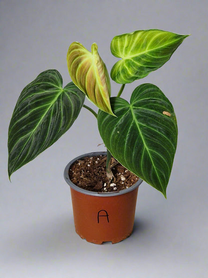 Philodendron Splendid - Plant A