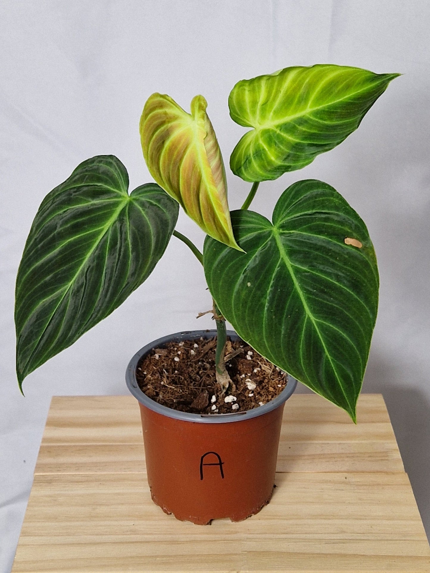 Philodendron Splendid - Plant A