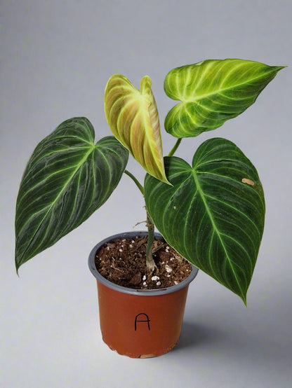 Philodendron Splendid - Plant A