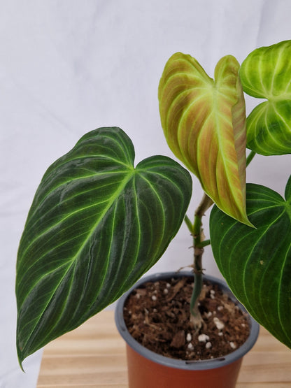 Philodendron Splendid - Plant A