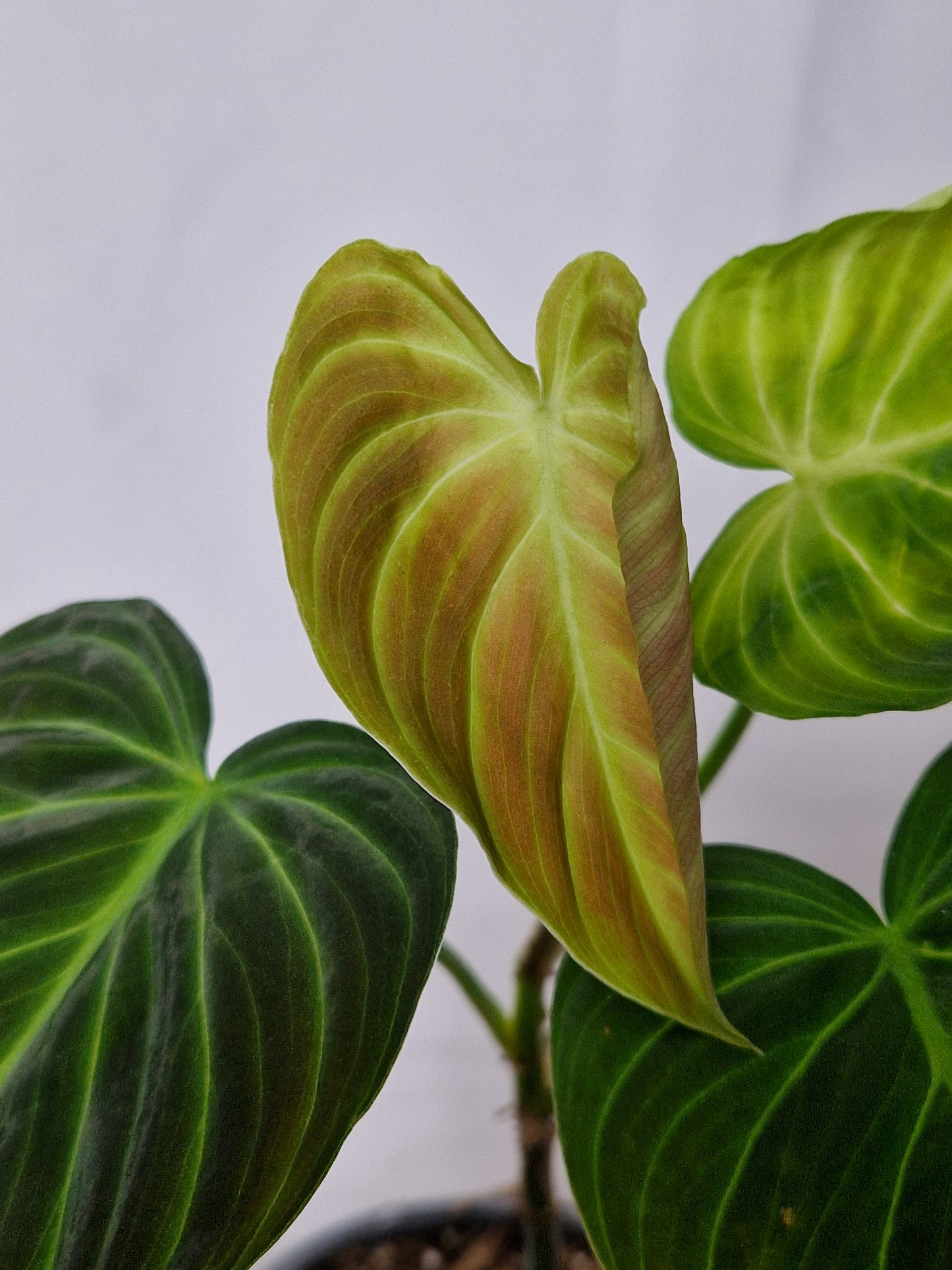 Philodendron Splendid - Plant A