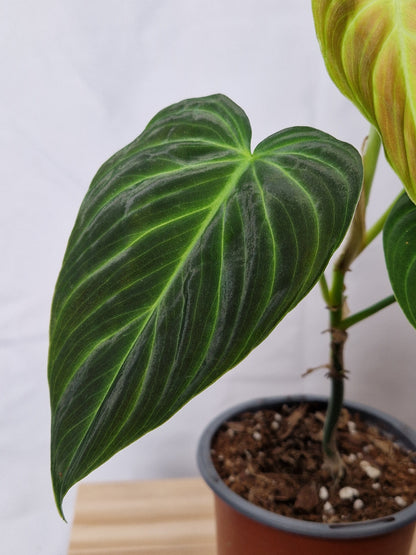 Philodendron Splendid - Plant A