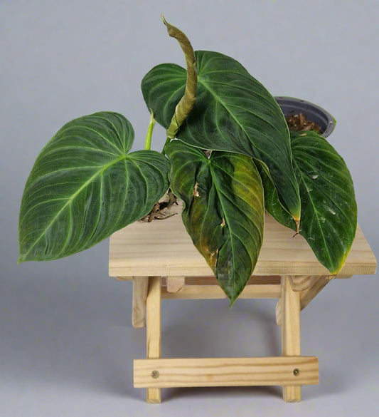 Philodendron Splendid - Plant Rescue