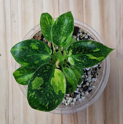 Philodendron Green Congo Hybrid Variegated - Plant A