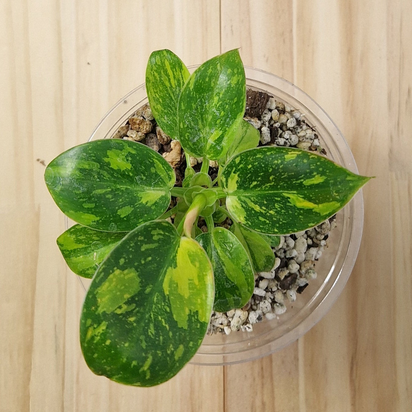 Philodendron Green Congo Hybrid Variegated - Plant A