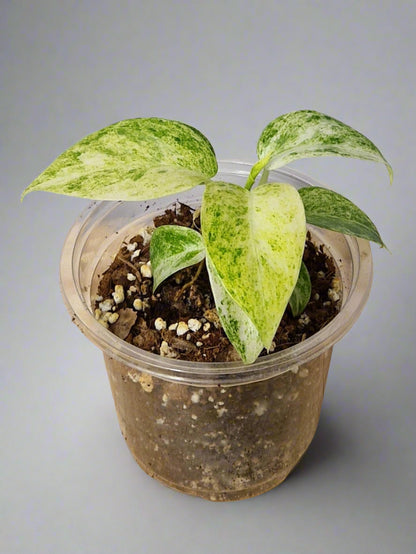 Baby Philodendron Giganteum Blizzard Variegated