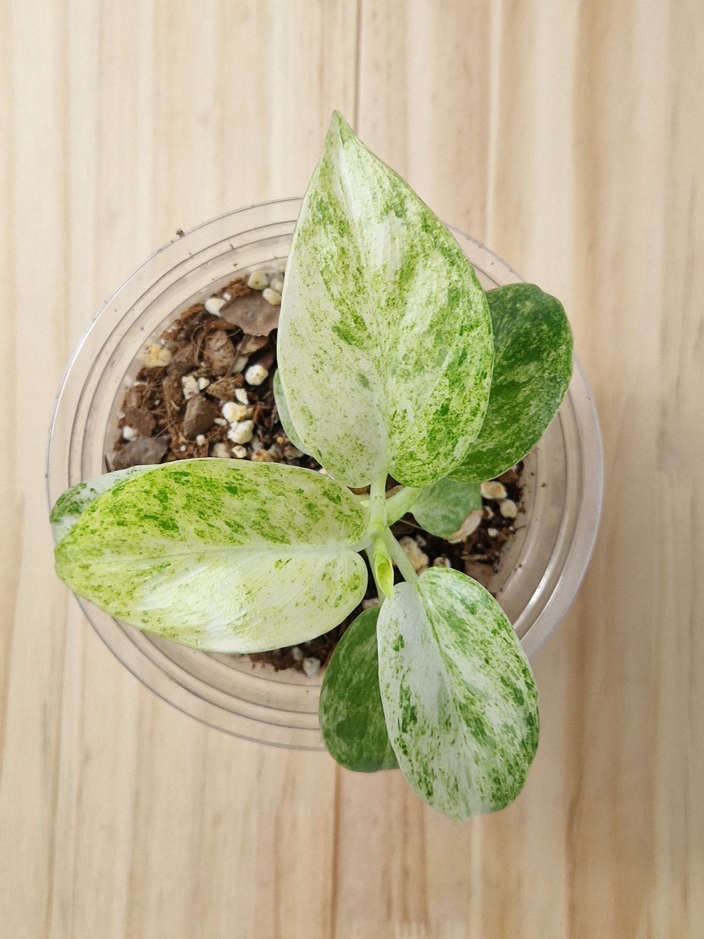 Baby Philodendron Giganteum Blizzard Variegated