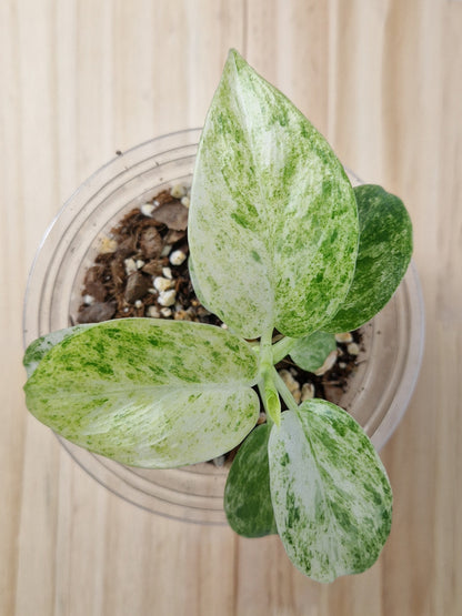 Baby Philodendron Giganteum Blizzard Variegated