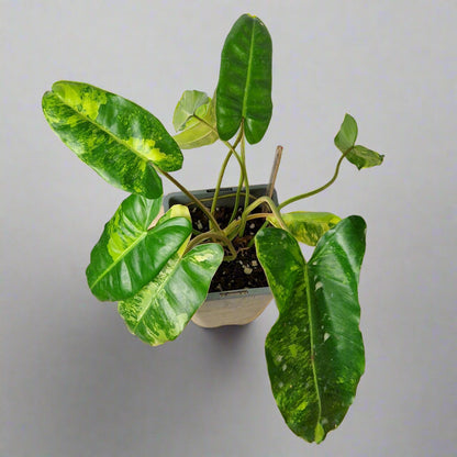 Philodendron Burle Marx Variegated - Plant B