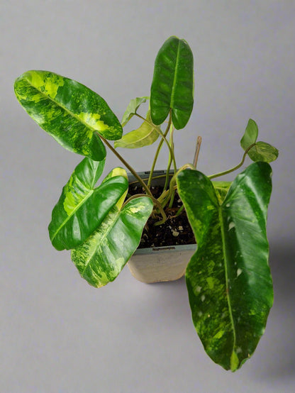 Philodendron Burle Marx Variegated - Plant B