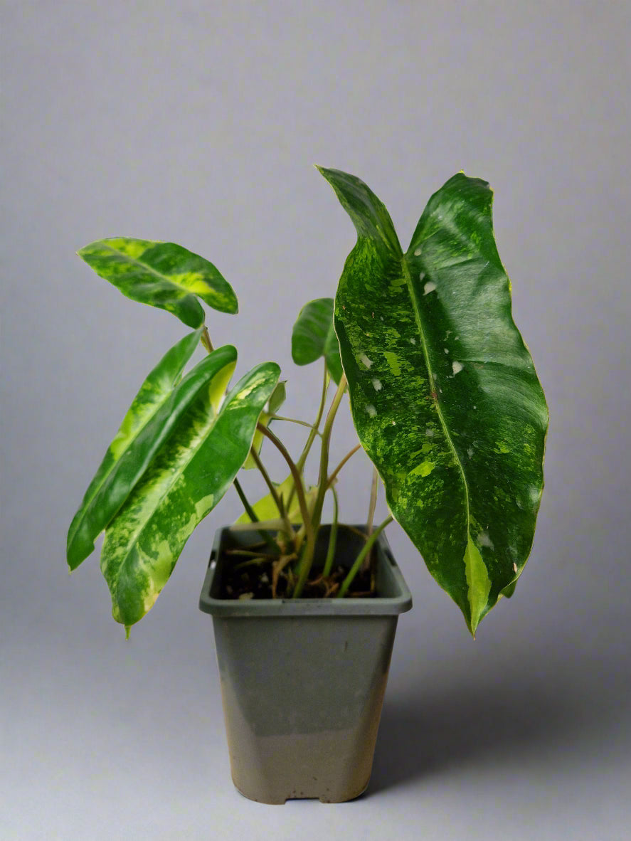 Philodendron Burle Marx Variegated - Plant B