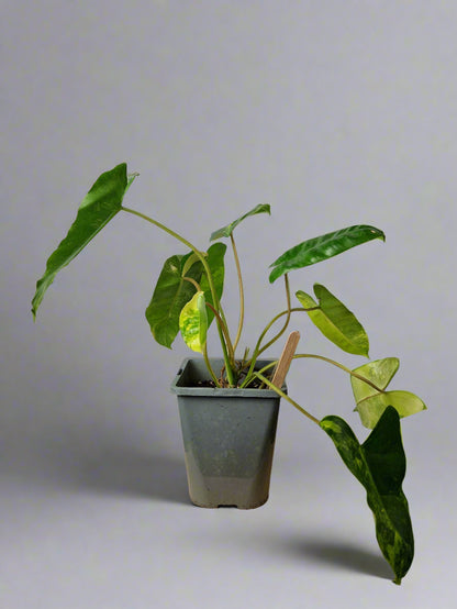 Philodendron Burle Marx Variegated - Plant B