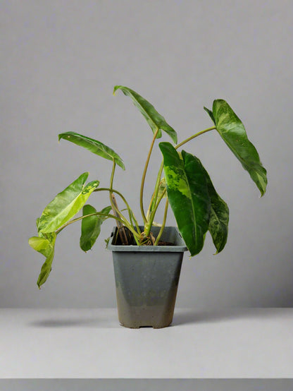 Philodendron Burle Marx Variegated - Plant B