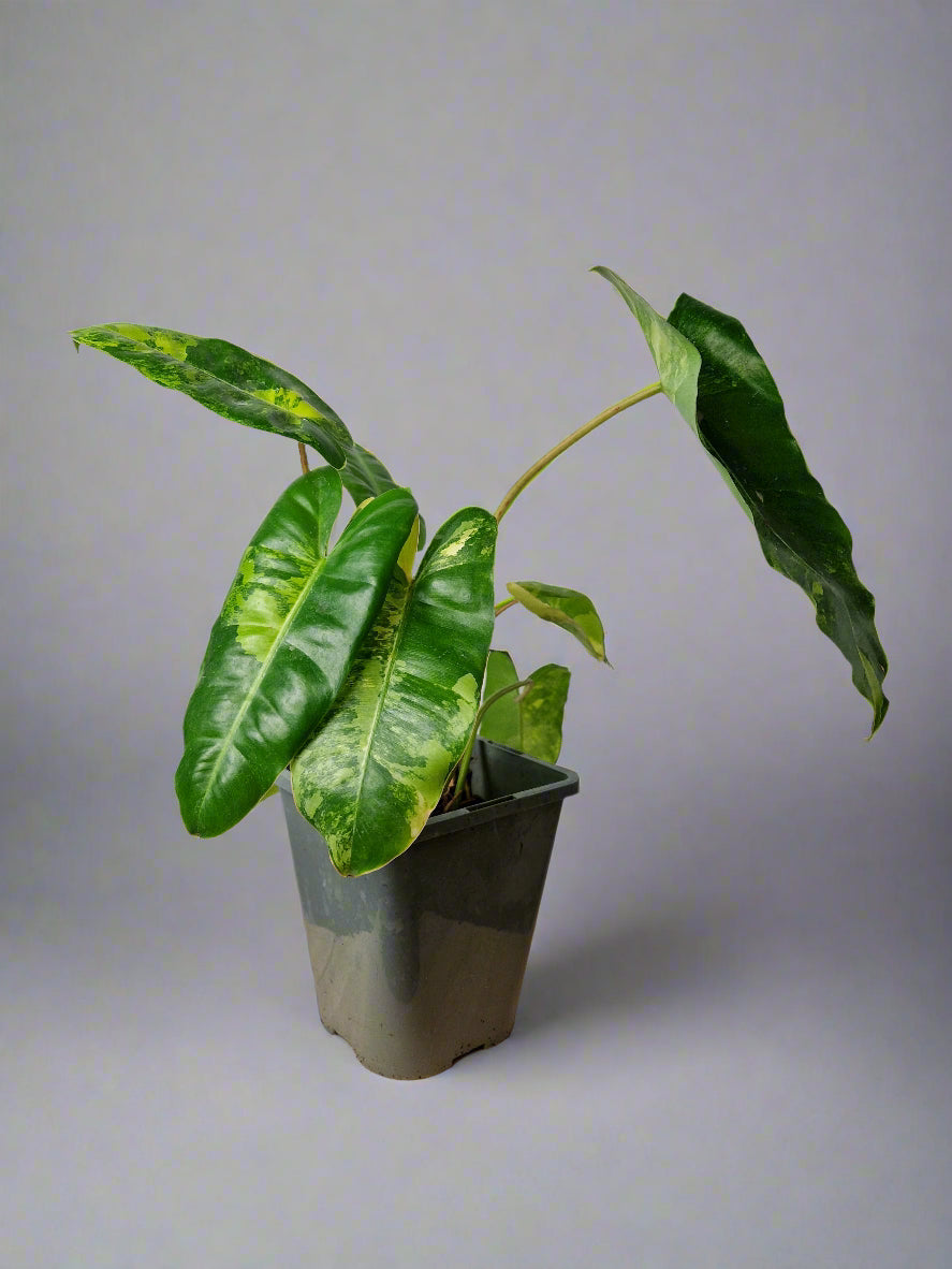 Philodendron Burle Marx Variegated - Plant B