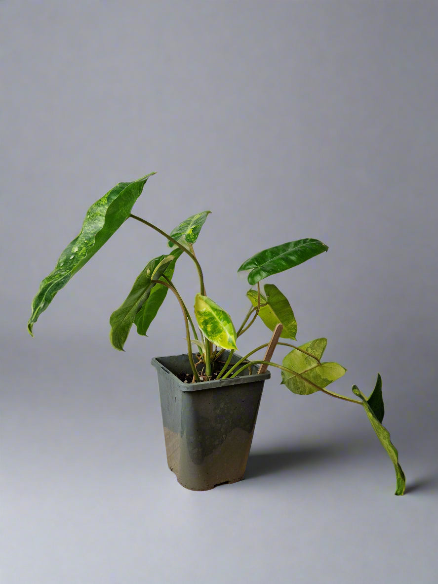 Philodendron Burle Marx Variegated - Plant B