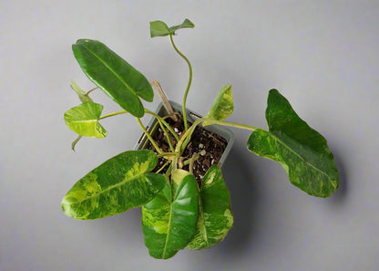 Philodendron Burle Marx Variegated - Plant B