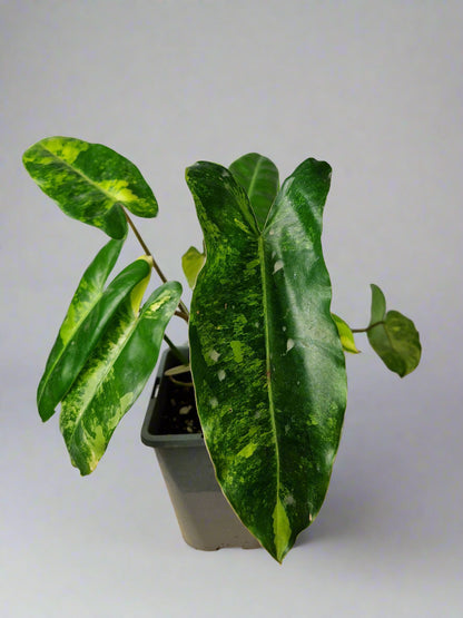 Philodendron Burle Marx Variegated - Plant B