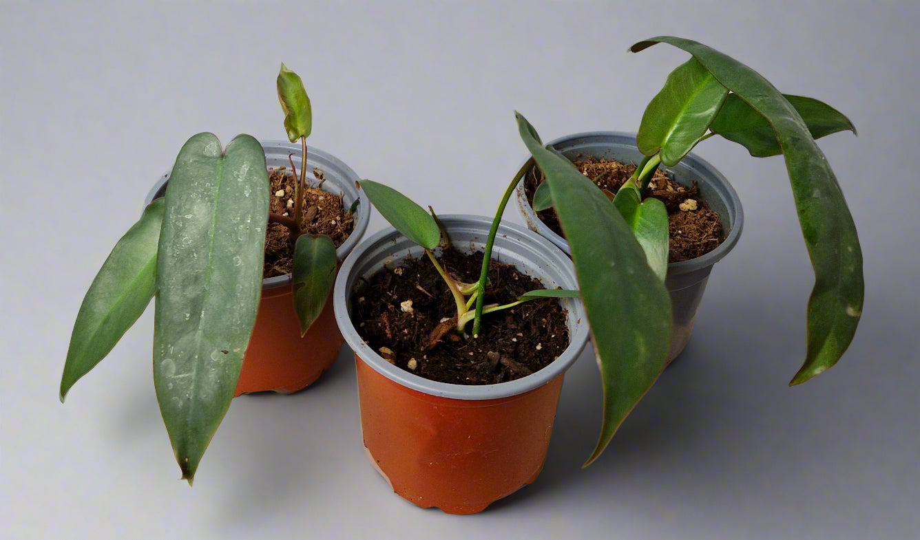 Philodendron Atabapoense Baby Plant