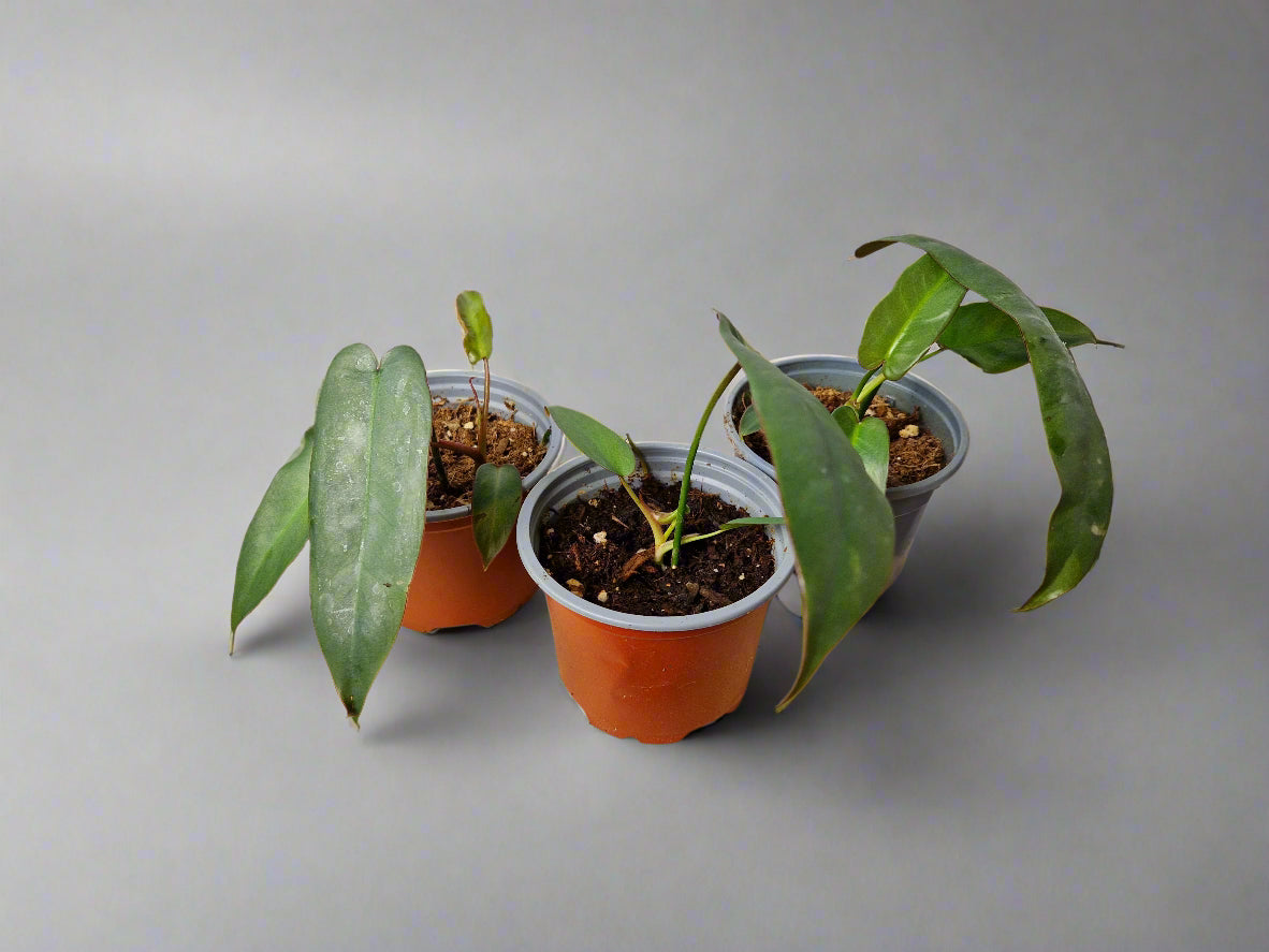 Philodendron Atabapoense Baby Plant