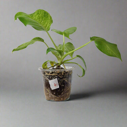 Philodendron Giganteum Blizzard Variegated - Exact Plant A