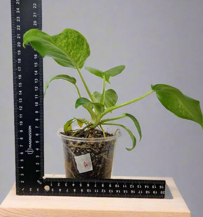 Philodendron Giganteum Blizzard Variegated - Exact Plant A