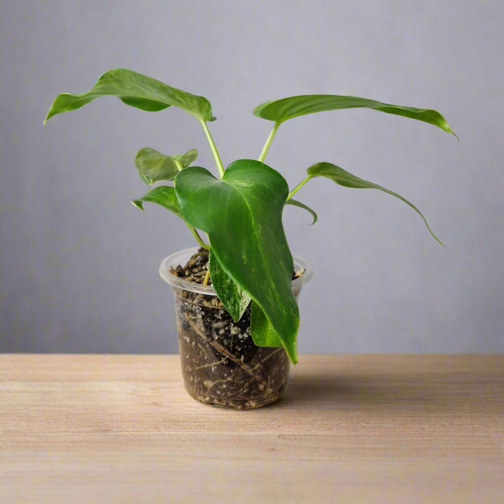 Philodendron Giganteum Blizzard Variegated - Exact Plant A