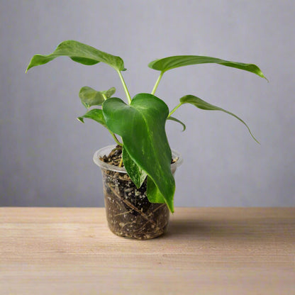 Philodendron Giganteum Blizzard Variegated - Exact Plant A