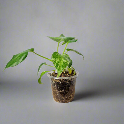 Philodendron Giganteum Blizzard Variegated - Exact Plant A