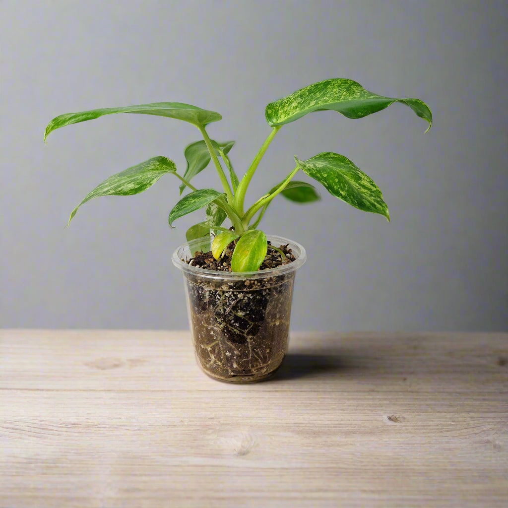 Philodendron Giganteum Blizzard Variegated - Exact Plant A