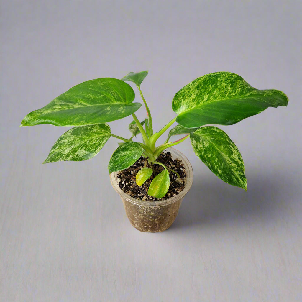 Philodendron Giganteum Blizzard Variegated - Exact Plant A